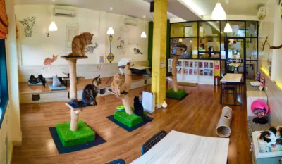 Kopi Cat Cafe by Groovy, coffee shop kemang