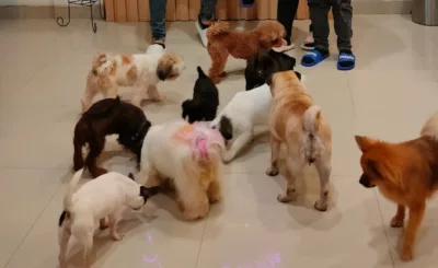 Playdog Mansion, dog cafe di jakarta