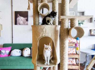 The Cat Cabin, cat cafe di jakarta