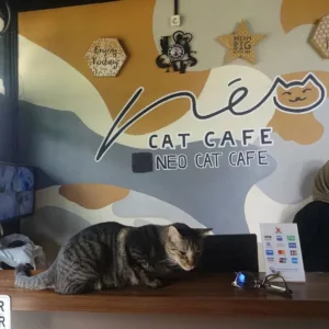 cat cafe di bandung