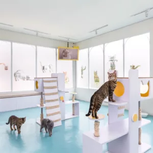 cat cafe di bandung