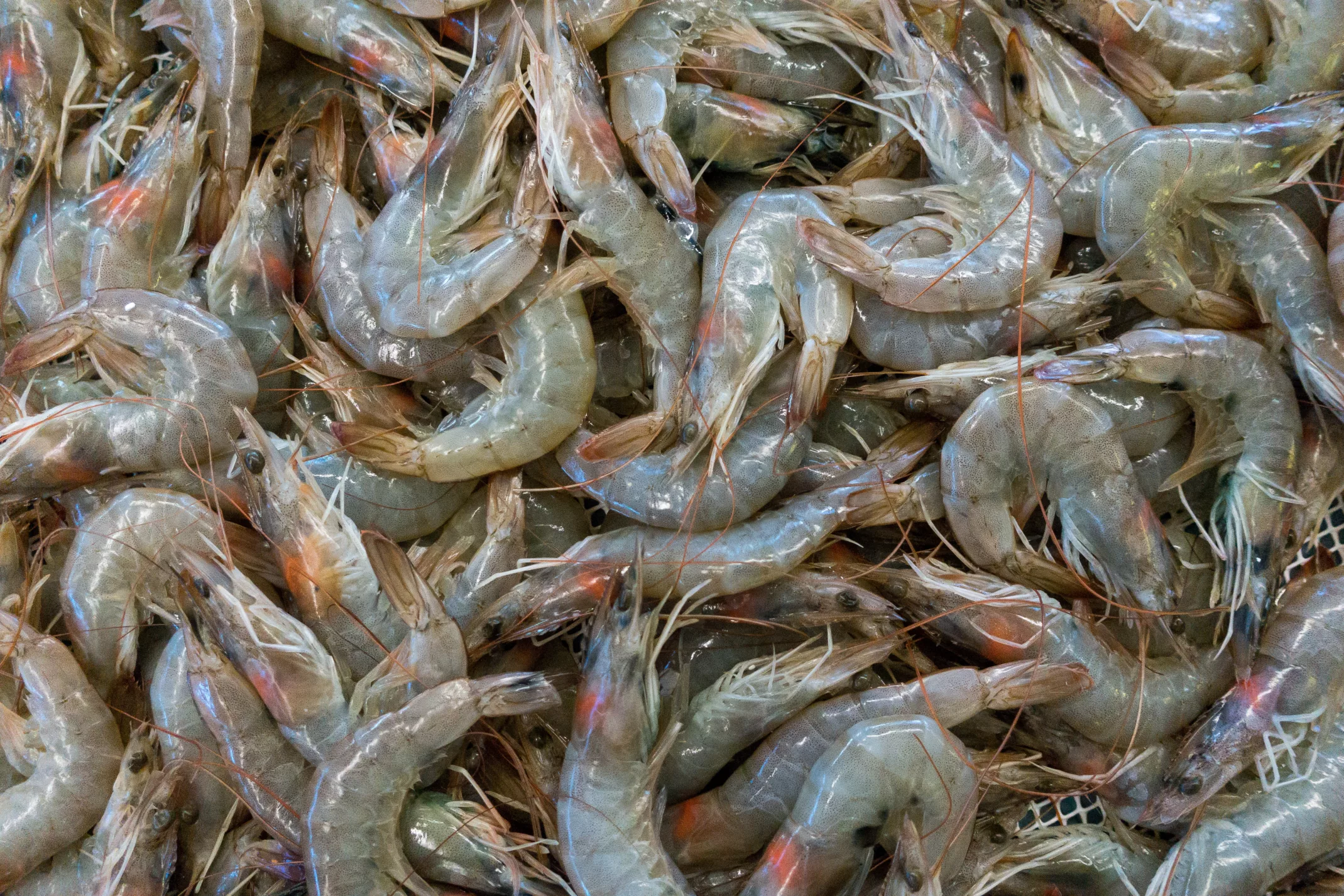 cara membersihkan udang