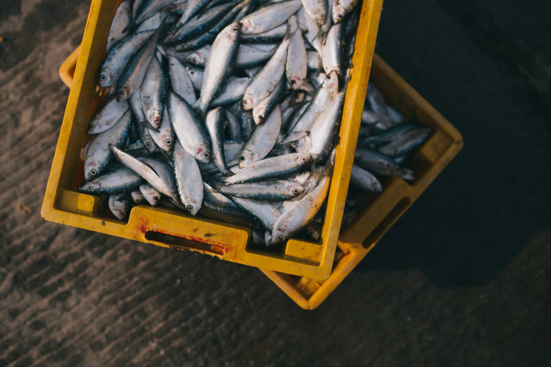 jenis ikan laut